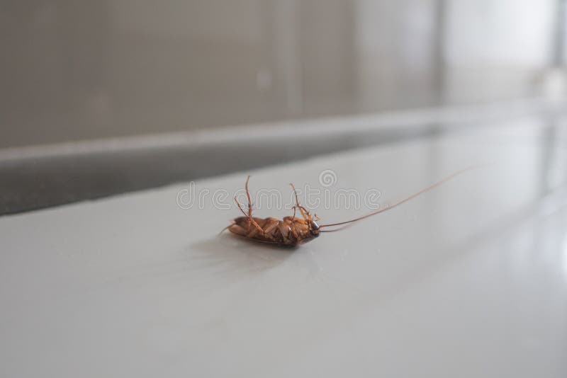 Muertos grandes de la cucaracha en el piso fotos de archivo Muertos grandes de la cucaracha en el piso fotos de archivo