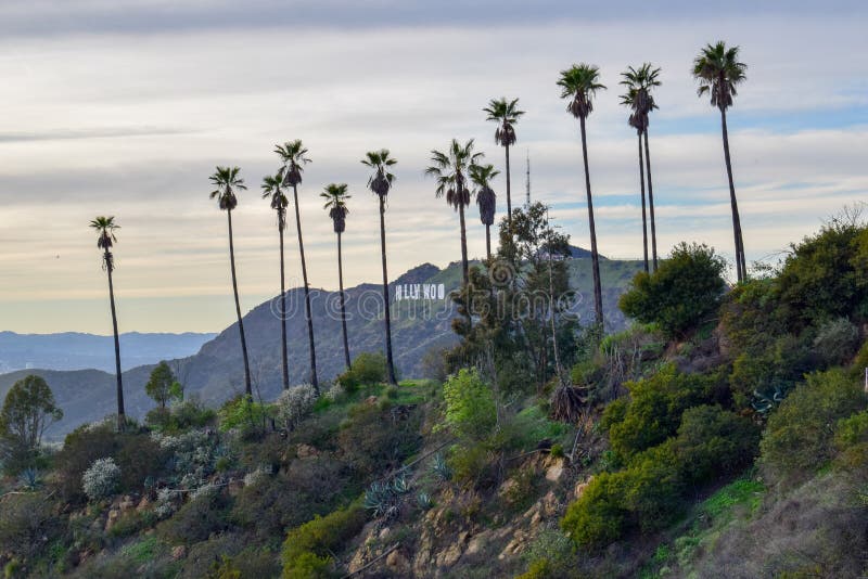 Muestra de Hollywood rodeada con las palmeras en el soporte Hollywood en la puesta del sol imagen de archivo libre de regalías Muestra de Hollywood rodeada con las palmeras en el soporte Hollywood en la puesta del sol imagen de archivo libre de regalías