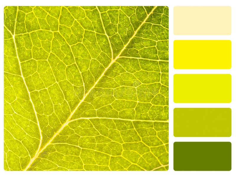 Paleta De Colores Con Texturas Naturales, Hojas Inspiradas En El Color