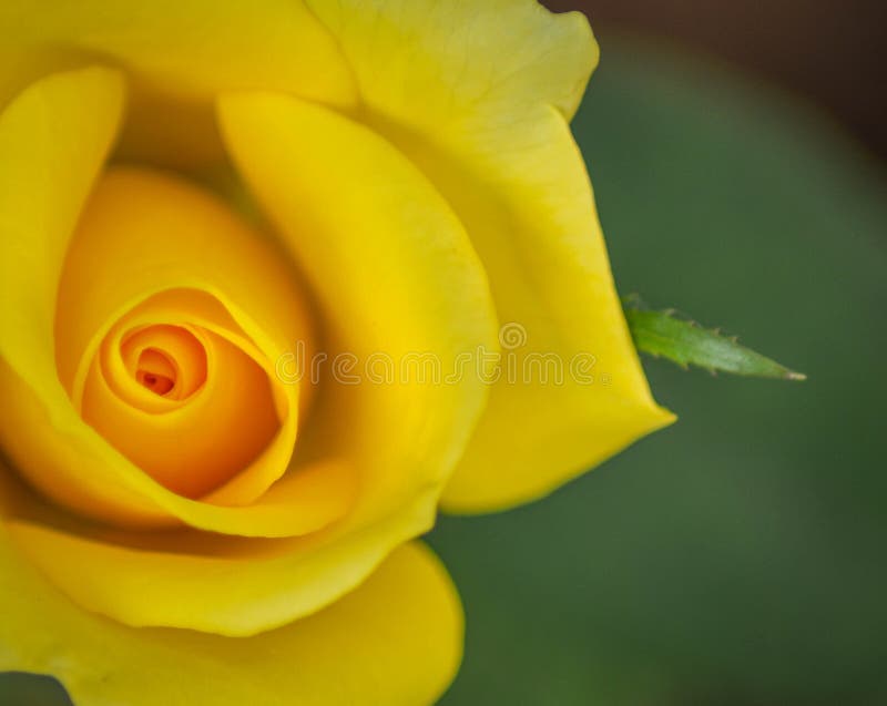 Rosas Amarillas De La Amistad Fotos de stock - Fotos libres de regalías de  Dreamstime