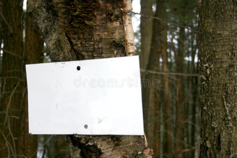 Muestra en blanco en árbol fotografía de archivo