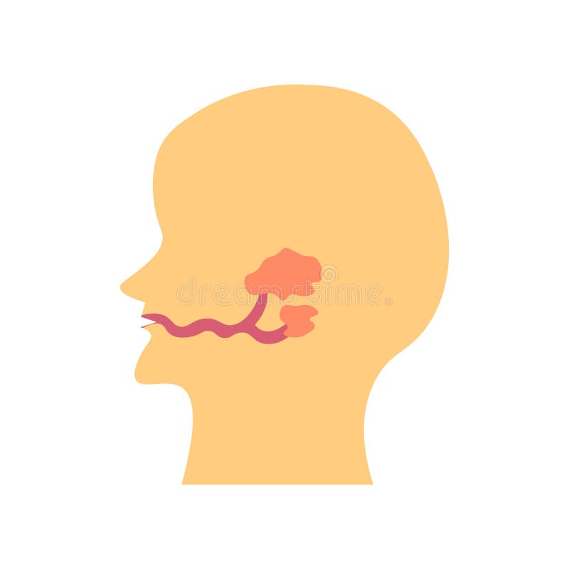 Muestra y símbolo del vector del icono de las glándulas salivales aislados en los vagos blancos libre illustration Muestra y símbolo del vector del icono de las glándulas salivales aislados en los vagos blancos libre illustration