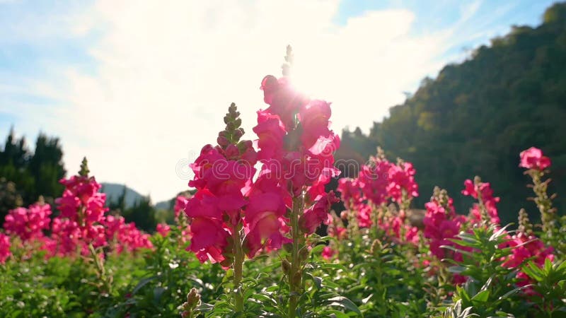 Muflier de jardin fleuri de muflier de jardin fleuri clips vidéos