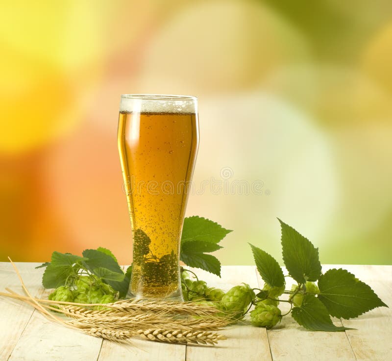 Mug of Beer, Hops and Ears of Wheat Closeup Stock Photo Image of