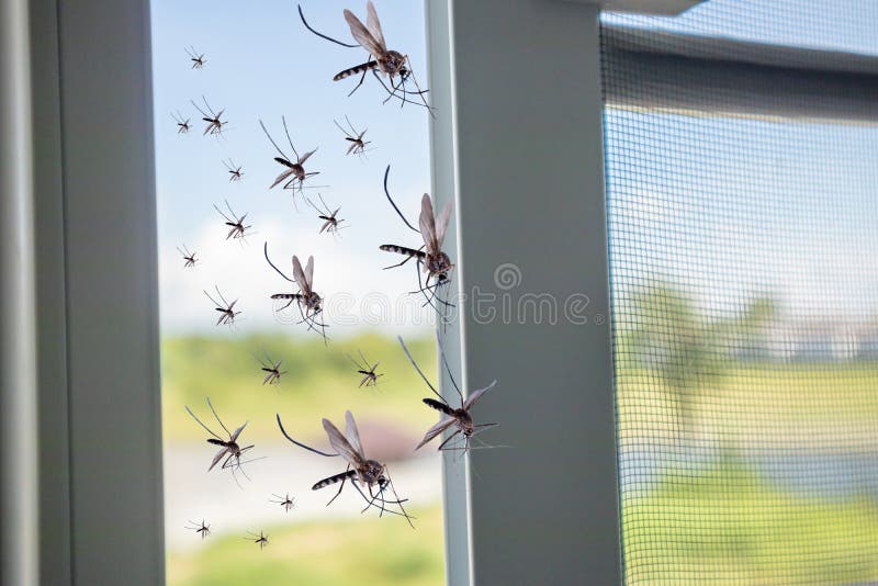 muggen die binnen aan het huis vliegen terwijl netto het insect werd geopend