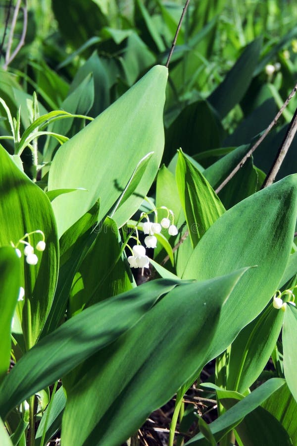 Mughetti nel legno fotografia stock
