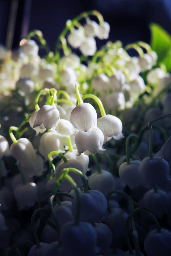 Mughetti nel legno fotografie stock libere da diritti