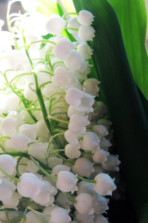 Mughetti nel legno fotografie stock libere da diritti