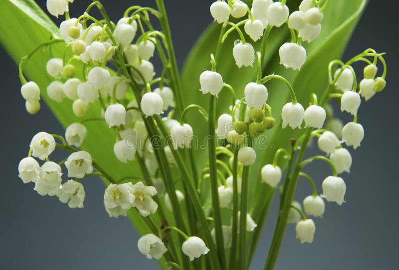 15 Bulbi Mughetto Perenni - Fiori Profumati Per Giardino, Balcone O Vaso