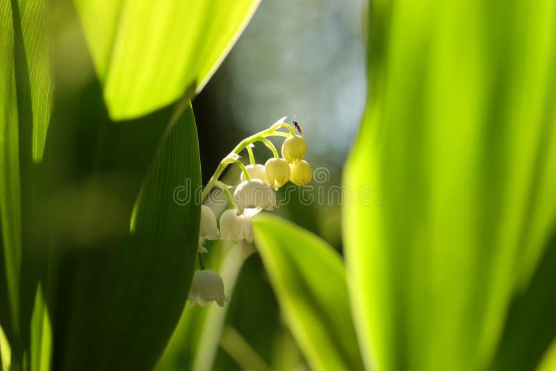 Mughetto nella foresta su una mattina sunnny della molla fotografia stock Mughetto nella foresta su una mattina sunnny della molla fotografia stock