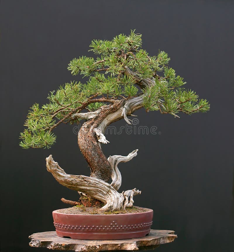 Mugo pine bonsai royalty free stock image