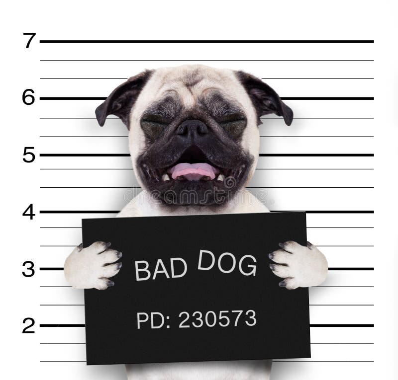 The Beige Cat With A Placard On His Neck That Says Bad Cat Is In The  Prison. Black Lineup Background. Stock Photo, Picture and Royalty Free  Image. Image 139978854.