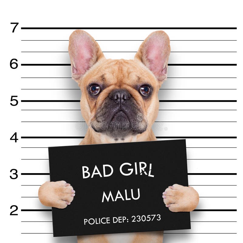 Mugshot pies obraz royalty free Mugshot pies obraz royalty free