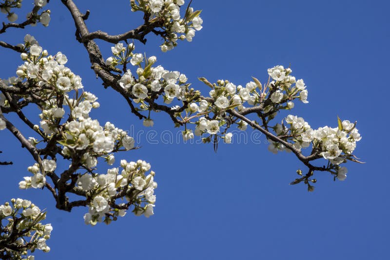 Muguri de flori de arbore de mere. Boboci de flori de prune sălbatici cu prune de mere