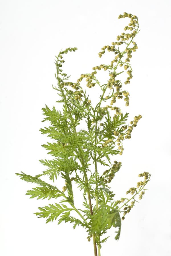 350 imágenes, fotos de stock, objetos en 3D y vectores sobre Artemisia annua