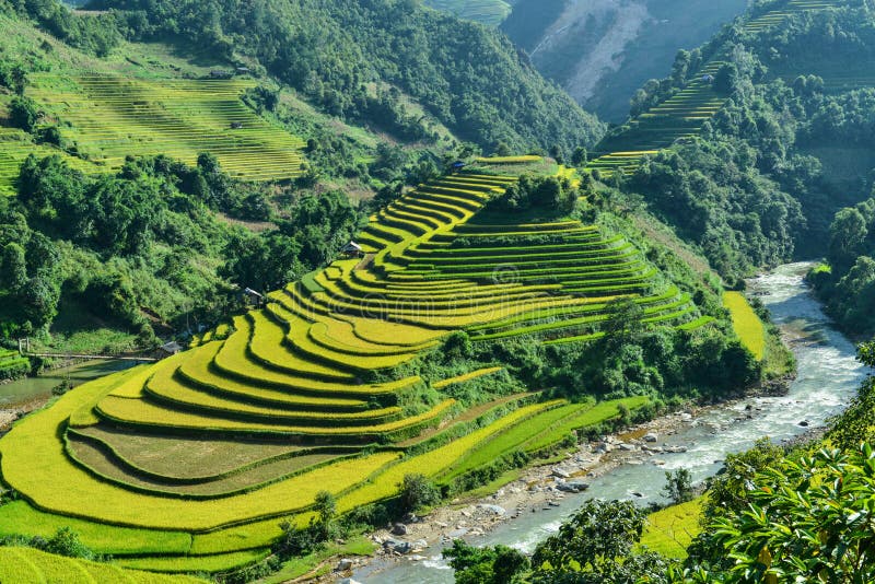 The H`Mong`s traditional house and their terraced rice field which is called `Mui Giay` Shoe shape in La Pan Tan commune, Mu Cang Chai dist., Yen Bai prov., Viet Nam. The H`Mong`s traditional house and their terraced rice field which is called `Mui Giay` Shoe shape in La Pan Tan commune, Mu Cang Chai dist., Yen Bai prov., Viet Nam