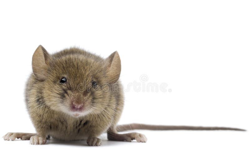 Muis Muis