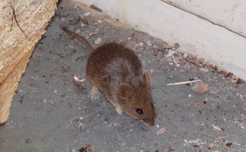 Muis. de muis is een plaag in huis. muizenknobbels. concept knaagdierplaagorganismen thuis .