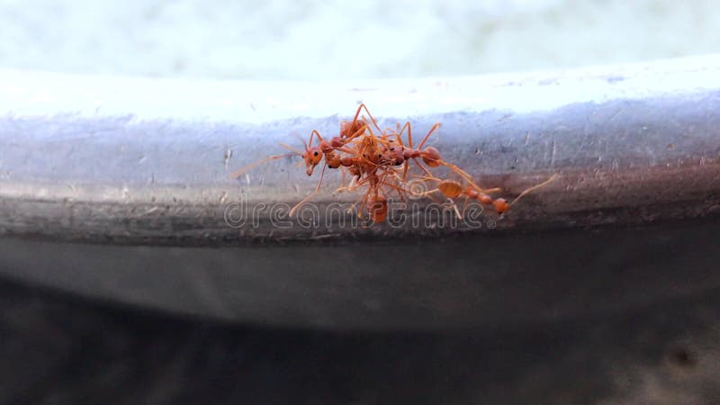 Muitas formigas estavam pululando junto