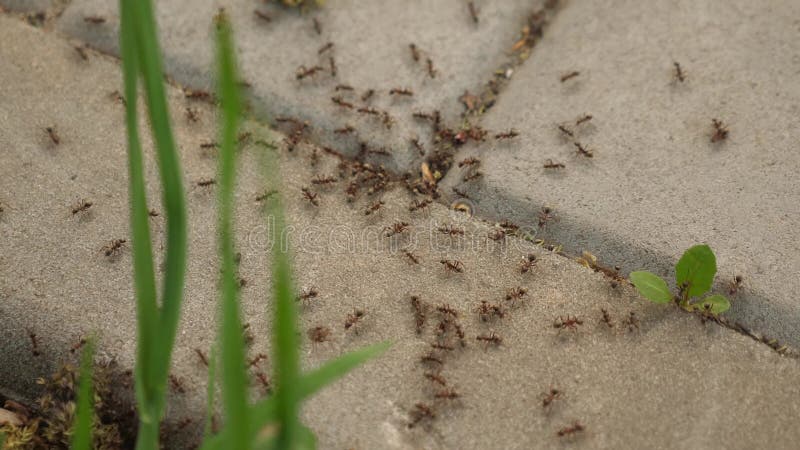 Muitas formigas estão correndo após se