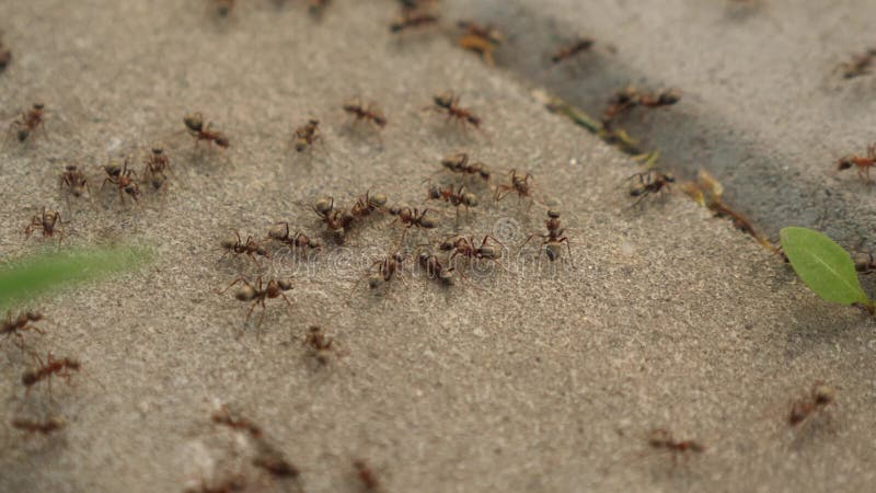 Muitas formigas estão correndo após se