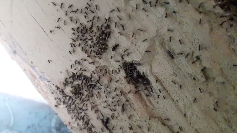 Muitas formigas que levam ovos à terra mais alta