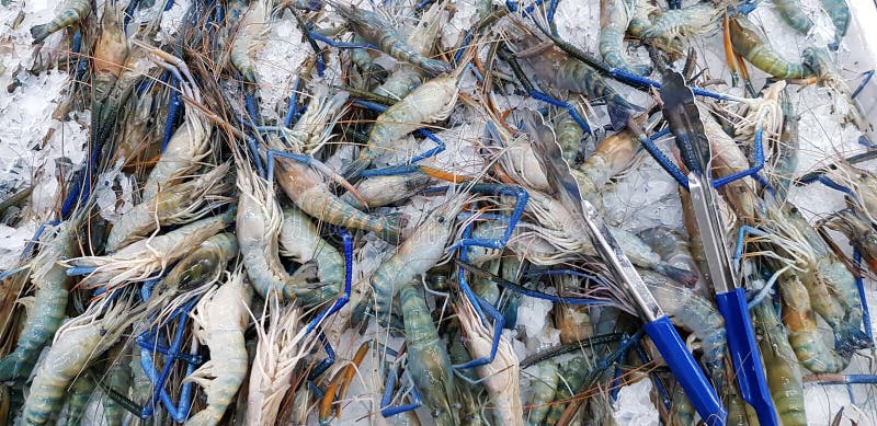 Muitas lagostas frescas, congelação gigante de camarão de água doce no gelo com tremoços azuis para venda no mercado de frutos do fotografia de stock Muitas lagostas frescas, congelação gigante de camarão de água doce no gelo com tremoços azuis para venda no mercado de frutos do fotografia de stock