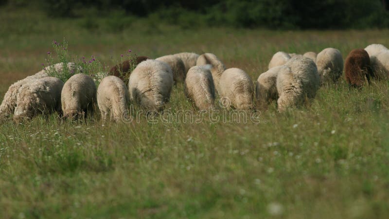 Muitas ovelhas pastam no campo, um rebanho de ovelhas comem grama verde, pássaros voam