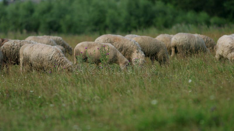 Muitas ovelhas pastam no campo, um rebanho de ovelhas comem grama verde, verÃ£o Tempo ensolarado