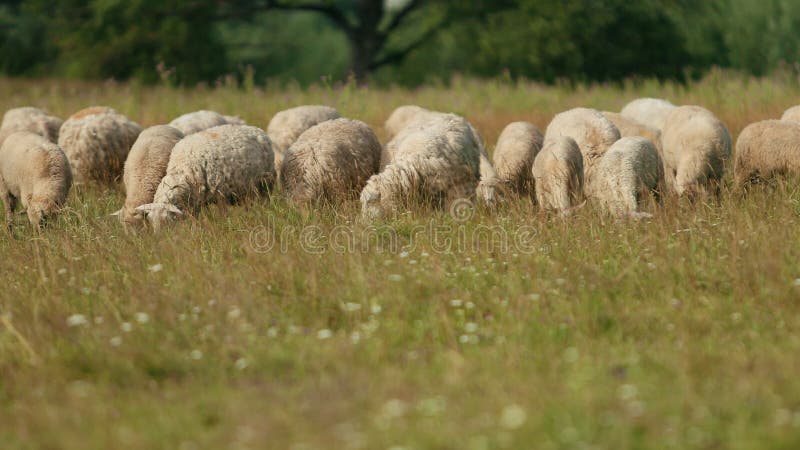 Muitas ovelhas pastam no campo, um rebanho de ovelhas comem grama verde, verÃ£o Tempo ensolarado