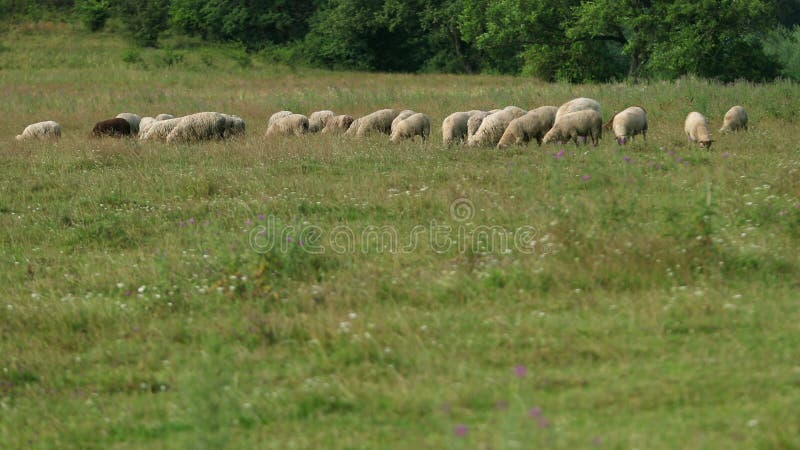 Muitas ovelhas pastam no campo, uma manada de ovelhas comem grama verde, pÃ¡ssaros voam