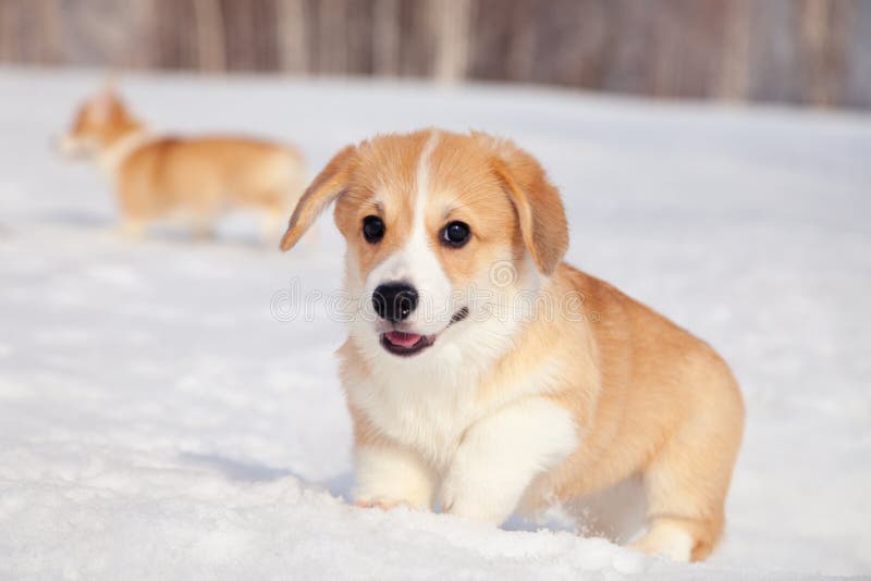 Muito a família vermelha bonito do cachorrinho do pembroke do corgi de galês da raça anda exterior, corrida, tendo o divertimento fotografia de stock Muito a família vermelha bonito do cachorrinho do pembroke do corgi de galês da raça anda exterior, corrida, tendo o divertimento fotografia de stock