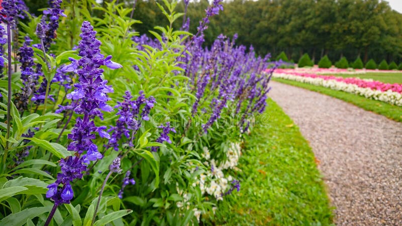 Many bushes Salvia farinacea, also known as  mealy cup sage or mealy sage, and other flowers in big park. Many bushes Salvia farinacea, also known as  mealy cup sage or mealy sage, and other flowers in big park