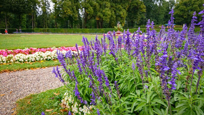 Many bushes Salvia farinacea, also known as  mealy cup sage or mealy sage, and other flowers in big park. Many bushes Salvia farinacea, also known as  mealy cup sage or mealy sage, and other flowers in big park