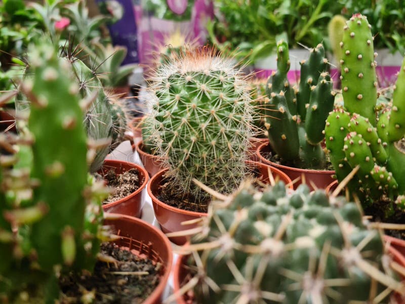 Plantas suculentas engraçadas e felizes fofas, cactos, coleção de