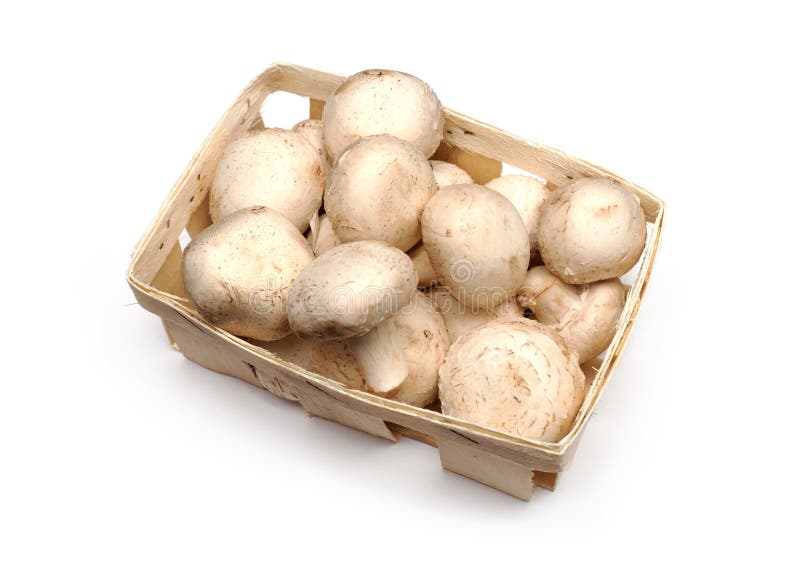 Muitos cogumelos em uma cesta de vime imagem de stock Muitos cogumelos em uma cesta de vime imagem de stock