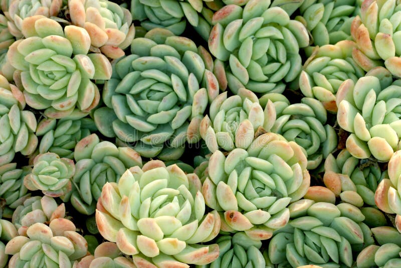 Muitos conjuntos pequenos de folhas do succulent fotos de stock Muitos conjuntos pequenos de folhas do succulent fotos de stock
