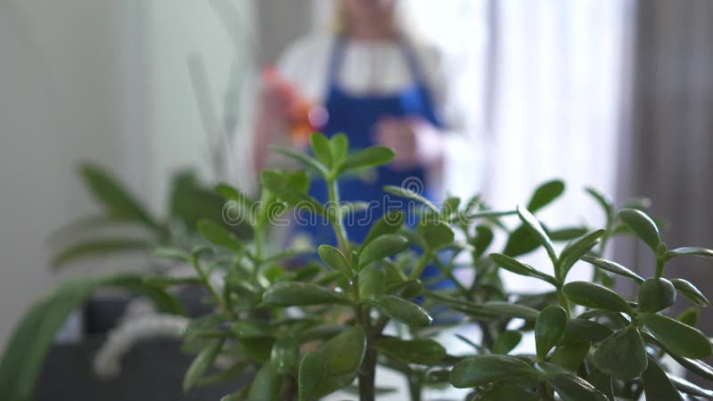 Mujer caucásica madura poniéndose el delantal azul en el fondo, tomando pulverizador y estrellas rociando agua en el hogar almacen de video