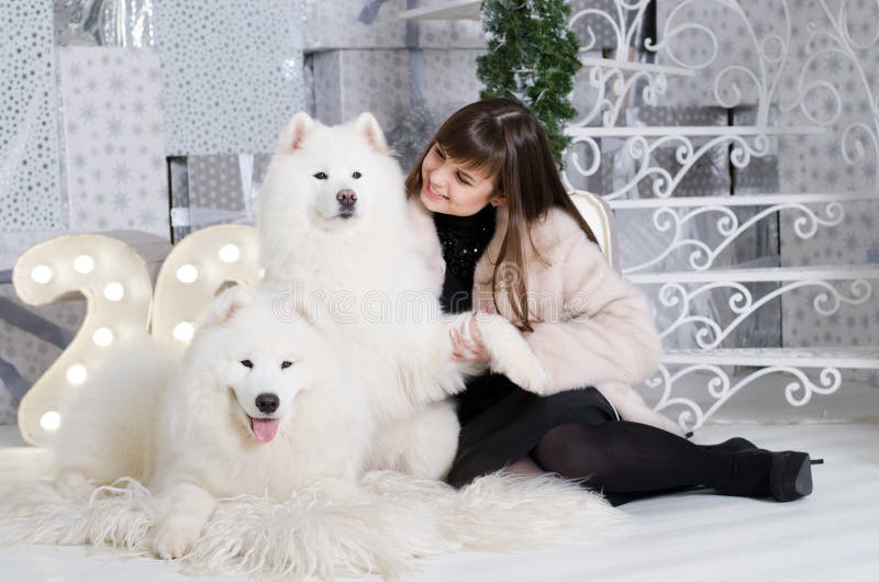 Mujer con dos samoyedos imagenes de archivo Mujer con dos samoyedos imagenes de archivo