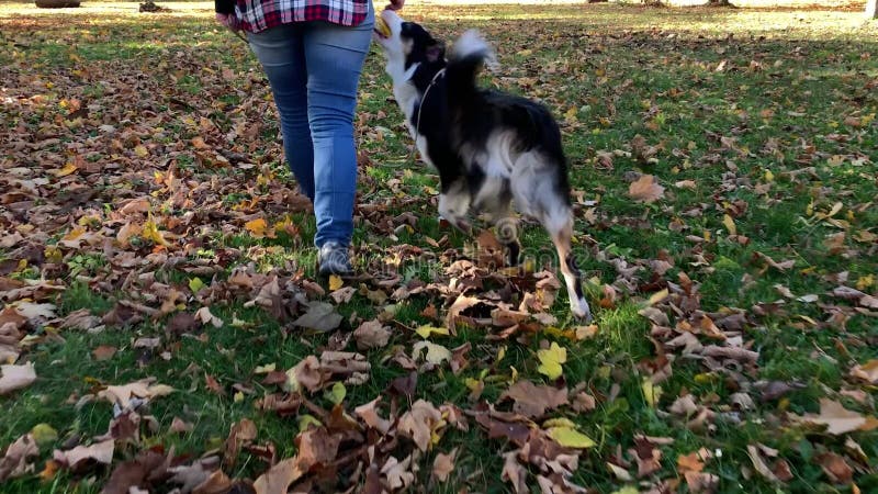 Mujer con el perro en parque