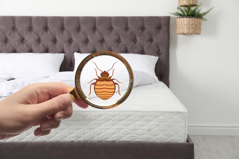 Woman with magnifying glass detecting bed bugs on mattress, closeup. Woman with magnifying glass detecting bed bugs on mattress, closeup