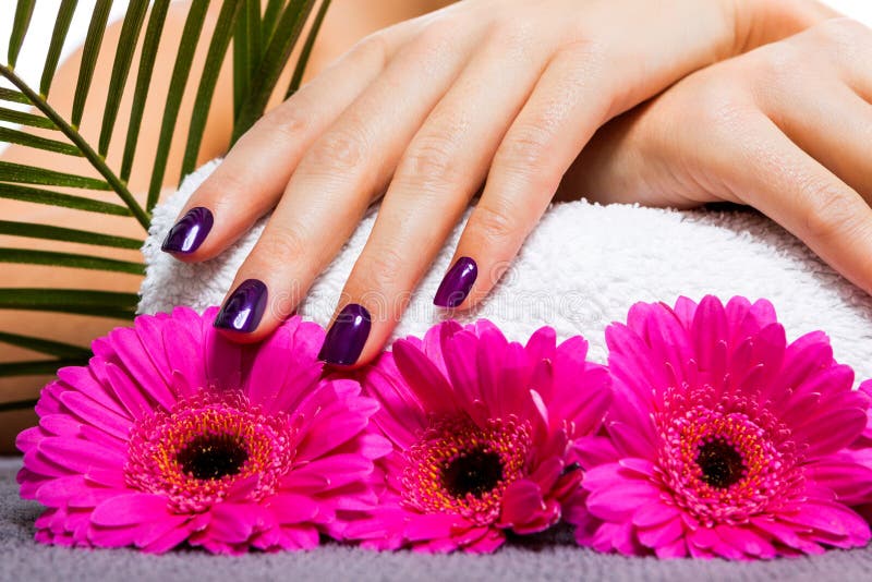 Mujer con los clavos púrpuras manicured hermosos fotos de archivo Mujer con los clavos púrpuras manicured hermosos fotos de archivo