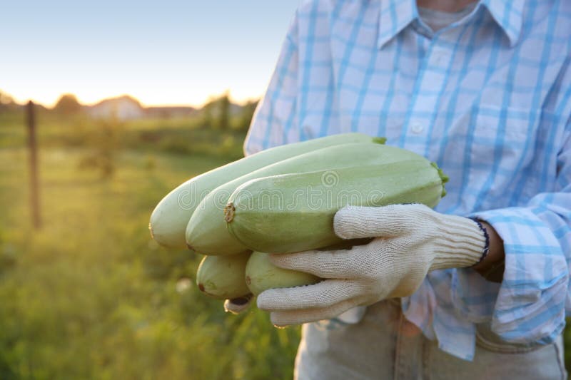 Mujer con zucchinis recién cosechados al aire libre cerrada fotos de archivo libres de regalías