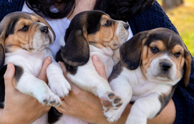 Mujer del veterinario que lleva a cabo tres pupies hermosos imagenes de archivo Mujer del veterinario que lleva a cabo tres pupies hermosos imagenes de archivo