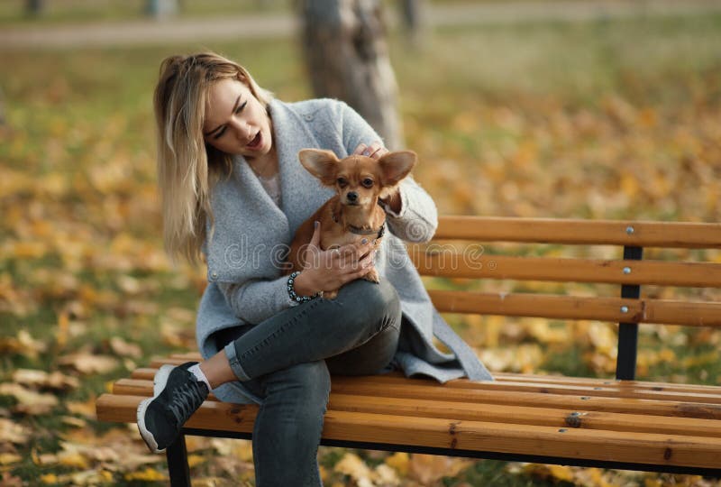 Mujer hermosa joven en el parque con su perro de pelo largo divertido de la chihuahua Fondo del otoño foto de archivo libre de regalías Mujer hermosa joven en el parque con su perro de pelo largo divertido de la chihuahua Fondo del otoño foto de archivo libre de regalías