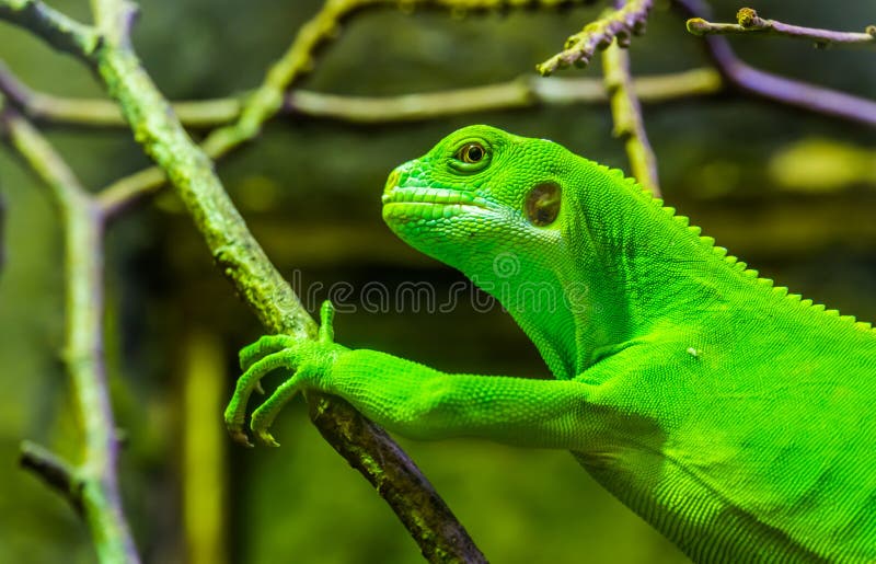 Mujer iguana fiji con banderas verdes en el armario, lagarto tropical de las islas fijianas, especie de reptil en peligro de exti fotografía de archivo libre de regalías