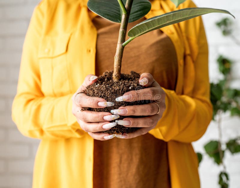 Kosciuszko elevación Afectar Mujer Jardinero Trasplantando Una Joven Planta De Ficus a Una Nueva Olla De  Flores Imagen de archivo - Imagen de digital, resorte: 212659817