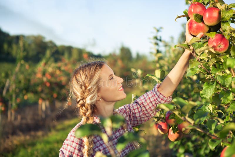 Mujer joven hermosa que escoge manzanas orgánicas maduras fotografía de archivo libre de regalías Mujer joven hermosa que escoge manzanas orgánicas maduras fotografía de archivo libre de regalías