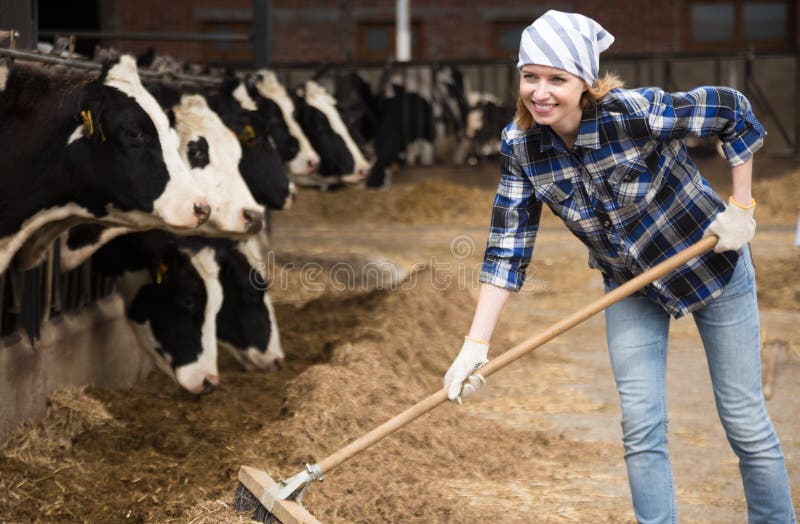 Mujer joven que toma el cuidado de vacas en granero de vacas fotos de archivo libres de regalías Mujer joven que toma el cuidado de vacas en granero de vacas fotos de archivo libres de regalías