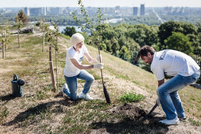 Mujer mayor alegre que sostiene un árbol. Voluntarios ambientales Mujeres mayores agradables alegres que sostienen un árbol joven y que lo platean mientras que ayuda al ambiente